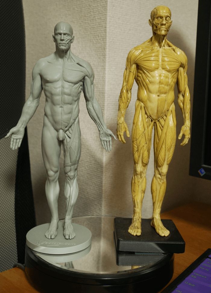 ANATOMY FIGURE アナトミー フィギュア 人体模型 彫刻 美術解剖学 