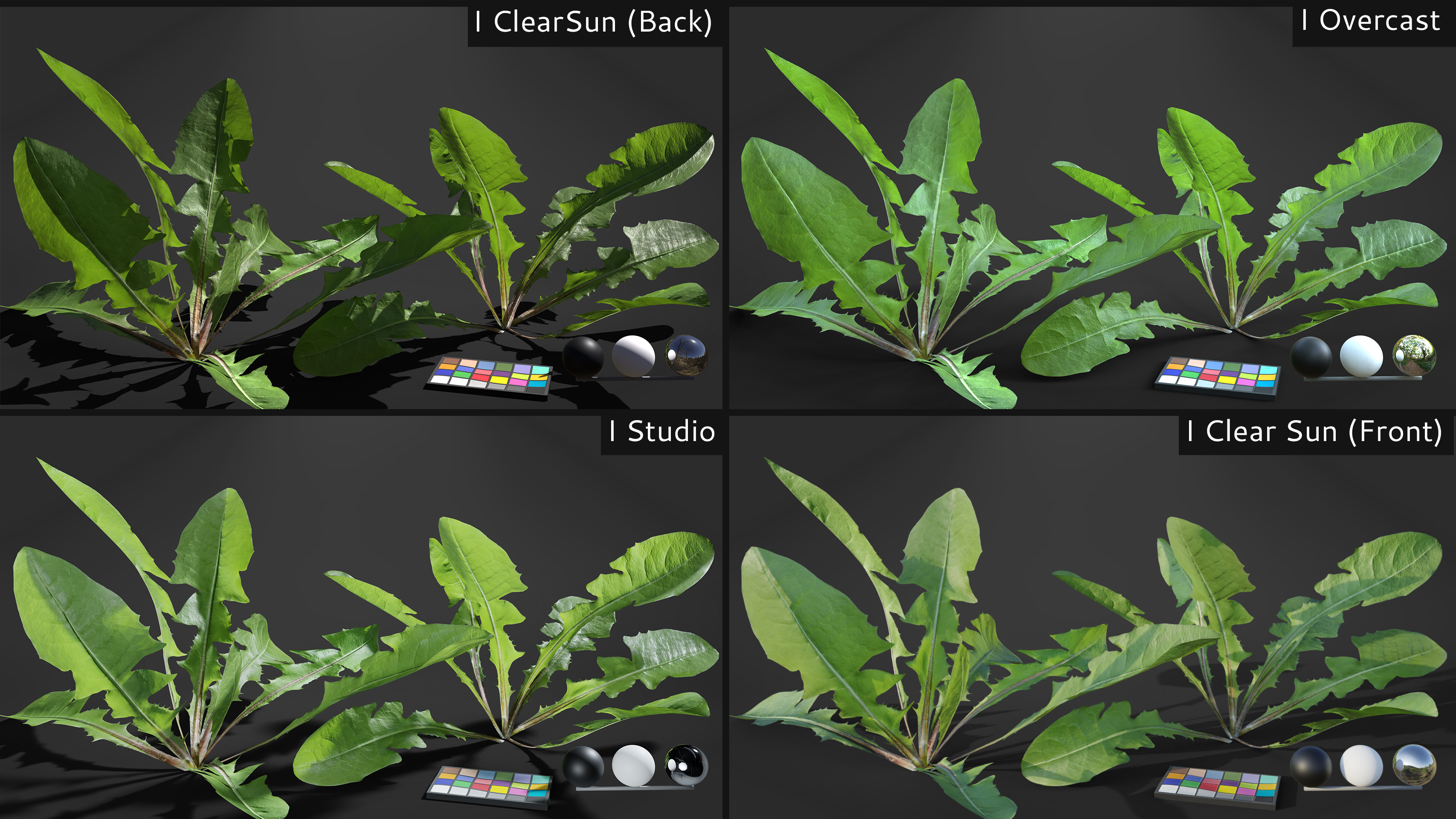 合計32種類の草や雑草のリアルな植物を作成できるブレンダー用アドオンgraswaldが販売されています 3dcg最新情報サイト Modeling Happy