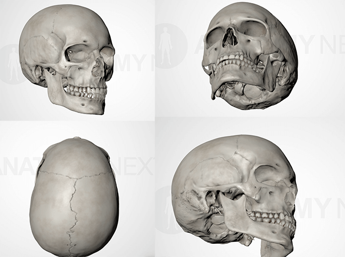 頭蓋骨を作る時の参考資料に Web上でくるくる回せるanatomy Nextのサイト 3dcg最新情報サイト Modeling Happy