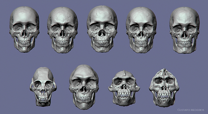 色々な国の人の頭蓋骨の形はどう違う 9種類の頭蓋骨3dcgパック 3dcg最新情報サイト Modeling Happy