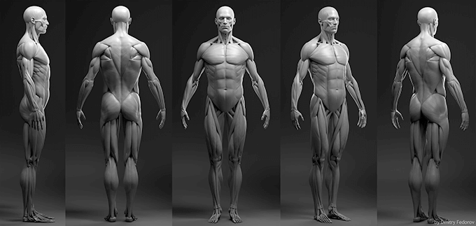 精巧に作られた男性のobj形式3dアナトミーモデルが無料配布中 3dcg最新情報サイト Modeling Happy